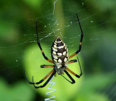 S. M. Garver - Wildlife Photos - Spider photos page 1 of 2