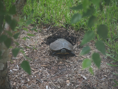 S. M. Garver - Wildlife Photos - Hardshell Turtles - page 2 of 2