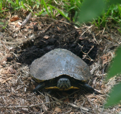 S. M. Garver - Wildlife Photos - Hardshell Turtles - page 2 of 2