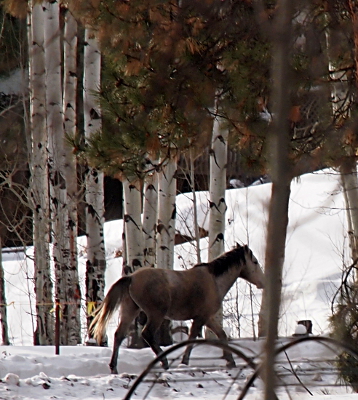 [Side view of the horse as it walks away from the camera. A clump of aspen trunks forms the backdrop in the snow of this scene.]