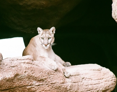 [Mountain lion on a rock staring into the camera.]