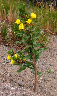 [About 8 yellow blossoms on a foot-and-a-half stalk clustered with long, thick green leaves.]