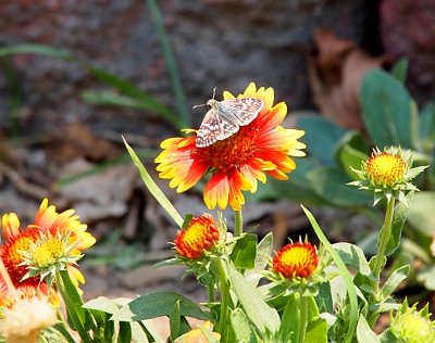 [White-spotted brown butterfly sitting on a yellow-tipped red flower.]