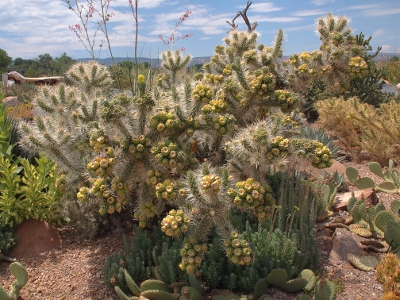 [This plant is approximately 7-10 feet acroos and probably at least 5 foot tall and is heavy with its blooms/fruit. The many long thin tines are clearly visible.]