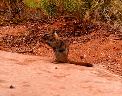 [A multi-colored (white, black, brown, and orangish furred) chipmunk sitting on its hind legs on a log eating a nut.]