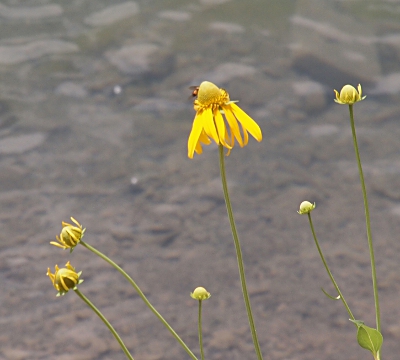 [One yellow coneflower still with its petals surrounded by a half dozen stems which already lost their petals. A bug sits on the backside of the petalled cone.]