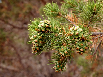 [Closeup of completely green cones on an evergreen tree.]