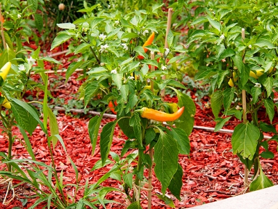 [An orange-colored banana-like pepper growing on a plant with only the end curved up.]