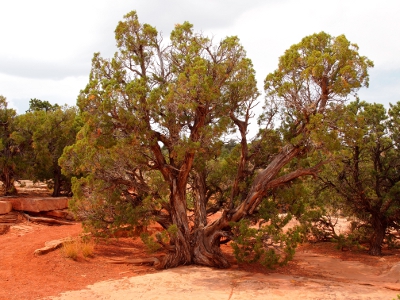 [A two trunked tree with one section extending upward and the other extending at a 45 degree angle to the right. Lots of branches and leaves make this a lush specimen.]