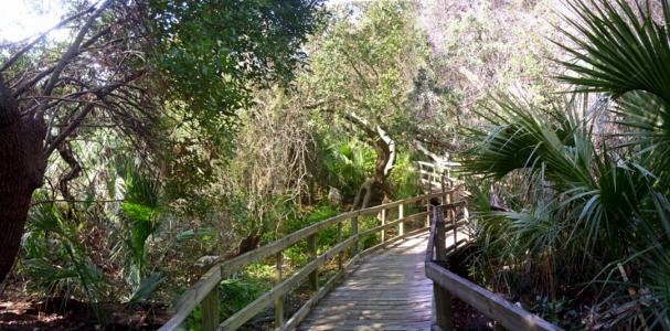 [Boardwalk with railings on both sides weaving through the lush greenery.]