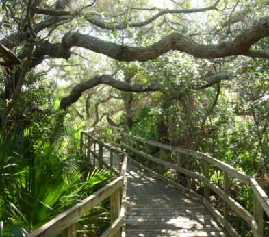 [Boardwalk with railings on both sides weaving through the lush greenery. Overhead are several tree limbs which completely cross the boardwalk.]