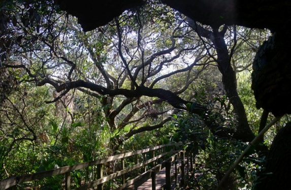 [Three photos stitched together displaying a boardwalk with railings on both sides weaving through the lush greenery. Overhead is a multi-limbed tree going across the boardwalk which visually mixes with the limbs of a tree on that side.]