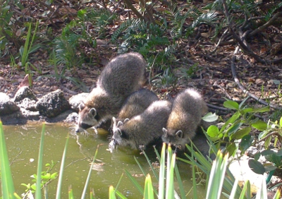 [Four young raccons drinking at a small pond.]