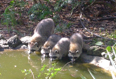 [All four raccoons still side by side at the water now looking at me.]