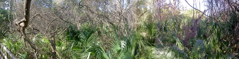 [Four photos stitched together showing palms and so much other greenery one can not see the ground.]