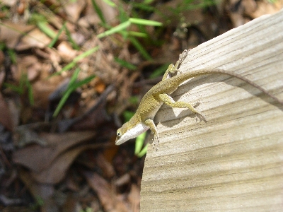 [Small lizard on post.]