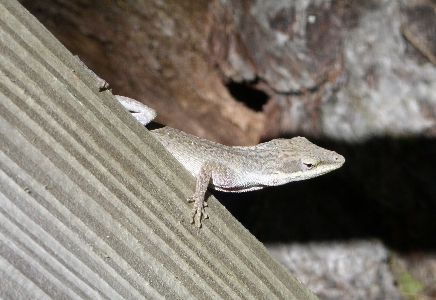 [Lighter colored lizard on post.]