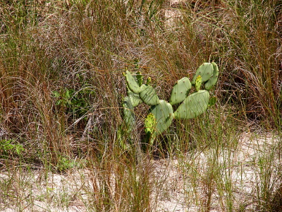 [A cactus nearly three feet wide and about 18 inches tall sits amid the grass holding the sand in place at the edge of the dune.]