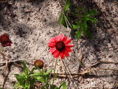 [Amid the sand growing on a slim green stem is a flower with red petals and a rounded bulb center of darker red with a greenish tint.]