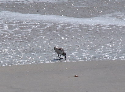 [A sandpiper is bent with its beak to the sand to eat something which has just been washed by a wave leaving a multitude of bubbles atop the sand which sparkle in the sunlight. The bird has a white underside (mostly visible in this image) and a brown and white top half.]