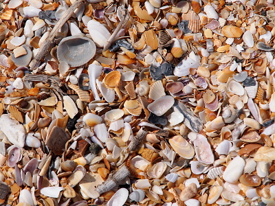 [Hundreds if not thousands of small shells and shell fragments completely cover the sand. Colors run the gamet from creamy white to purple to gray and brown. Stripes and ridges are visible as are smooth sections. Most shell pieces are broken but some full half-shells are visible i n the mix.]