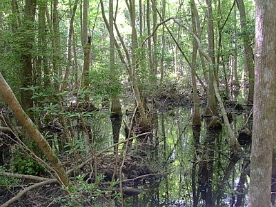 [Trees in water and reflection of trees in the water.]