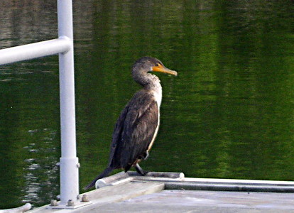 [This web-footed bird stands at the edge of a dock. The back (closest to face) part of its bill is orange while the rest is tan. It has a mostly black-grey body with a white stomach and a light-grey neck.]