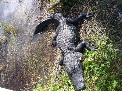 [Fat alligator sitting right beside boardwalk stilts.]