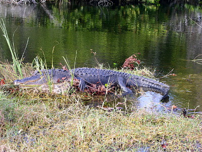 [Alligator by the water.]