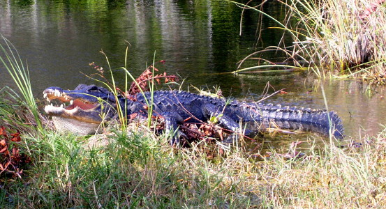 [Alligator with mouth open showing all teeth.]