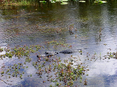 [Alligator swimming in water.]