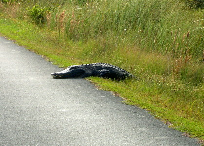 [Alligator who partially crawled on the paved trail.]