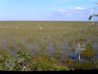 [There is water all through the tall grass visible from the boardwalk. There are a few trees with no leaves.]