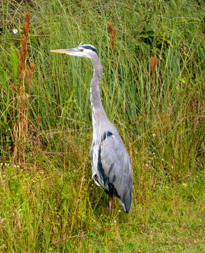 [Great blue heron standing trailside.]