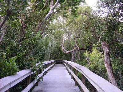 [Boardwalk througha thickly wooded area.]