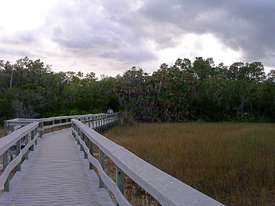 [Boardwalk over a grassy river to a thickly wooded area.]