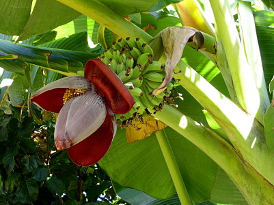 [Bananas hanging in the tree.]