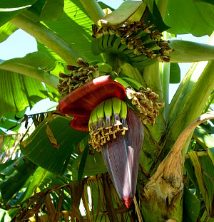 [Green bananas hanging on a banana tree.]