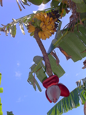 [Ripe bananas hanging on a banana tree.]