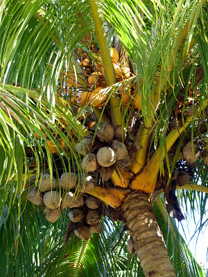 [Yellow and light brown  coconuts hanging on the tree.]