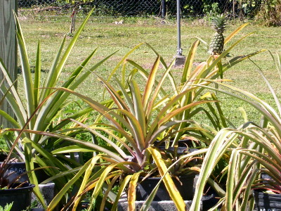 [The plant has many long thin pointed leaves. The fruit grows near the top of these leaves and looks like someone just set a pineapple on the plant.]