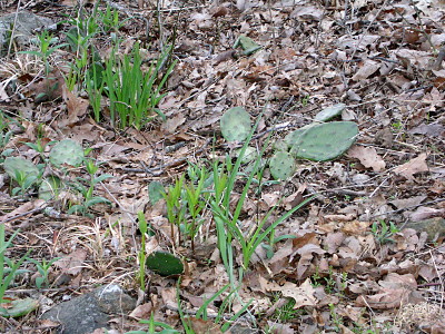 [several cactus plants among the grass.]