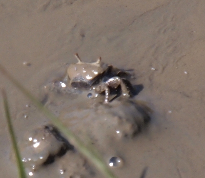 [Mud covered crab still in the mud.]