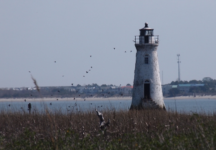 [Lighthouse on left with marsh grass in foreground. Birds flying up and around the lighthouse.]