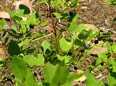 [Huckleberry bush with ripe huckleberries.]