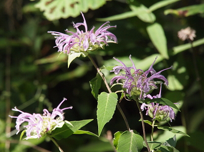 [The blooms have thin spikey lilac-colored petals rising around a wide pincushion-like middle.]