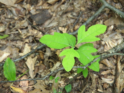 [The tree has about five leaves and is probably about six inches tall. The leaves resemble a mitten with two thumbs, one on each side.]