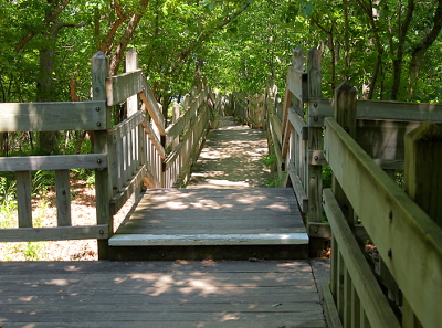 [A level platform leads down to a series of steps and subsequent platforms which include wooden railings on both sides to keep people on the trail. This entire length is canopied by tree branches and leaves.]
