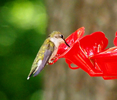[Humming bird with yellow-green back feathers, a white throat, and a long black beak sitting on a red feeder with its beak in the feeder.]