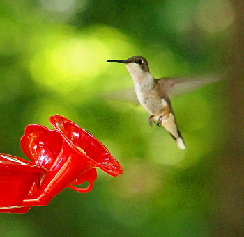 [Hummingbird coming to the feeder. Its wings are flapping so fast they are blurred, but the rest of the body, including it's feet and head are clear in the image.]